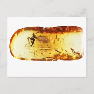 Mosquito in amber briefkaart