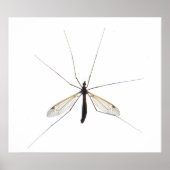 Mosquito Poster (Voorkant)