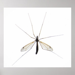 Mosquito Poster