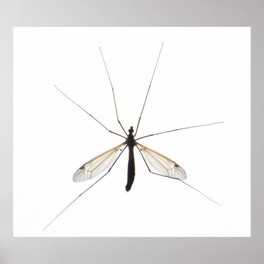 Mosquito Poster (Voorkant)