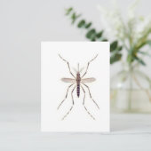 Mosquito POWER Briefkaart (Staand voorkant)