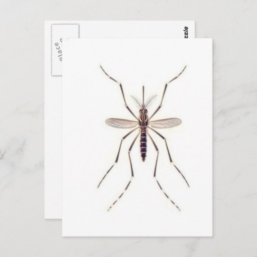 Mosquito POWER Briefkaart (Voorkant / Achterkant)