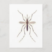 Mosquito POWER Briefkaart (Voorkant)