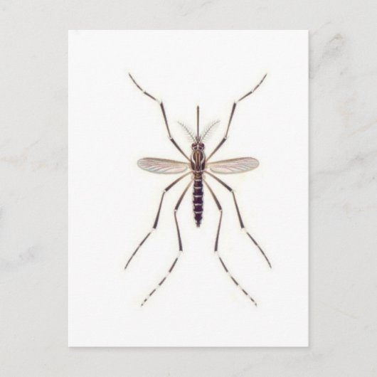 Mosquito POWER Briefkaart (Voorkant)
