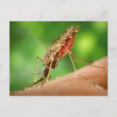 Mosquito vol met bloedBriefkaart Briefkaart (Voorkant)