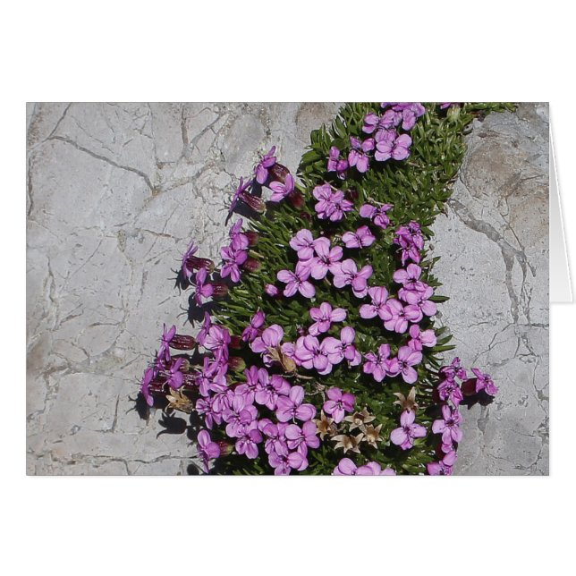 Moss Campion in de Alpen (Voorkant Horizontaal)