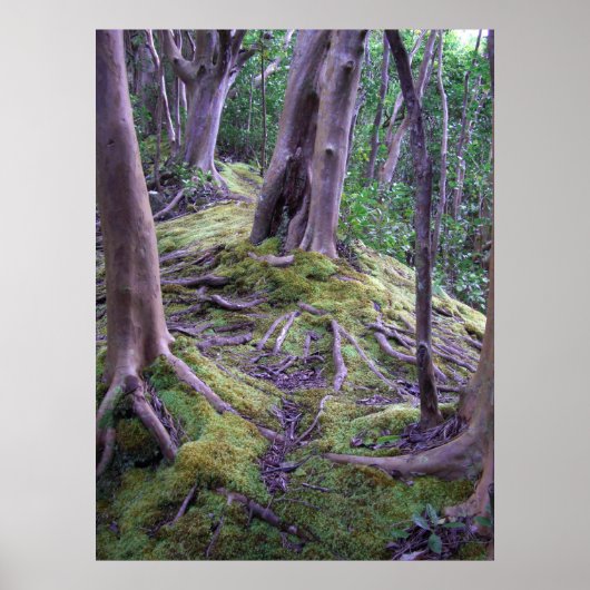Moss Covered Trail Poster (Voorkant)