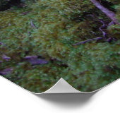 Moss Covered Trail Poster (Hoek)
