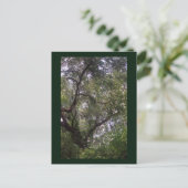 Moss Forest Canopy Custom Louisiana Art Briefkaart (Staand voorkant)