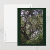 Moss Forest Canopy Custom Louisiana Art Briefkaart (Voorkant / Achterkant)