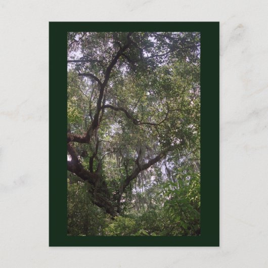 Moss Forest Canopy Custom Louisiana Art Briefkaart (Voorkant)