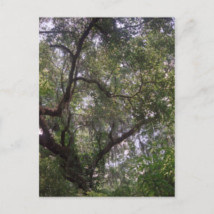 Moss Forest Canopy Custom Louisiana Art Briefkaart