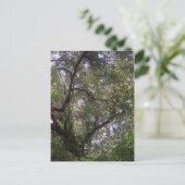 Moss Forest Canopy Custom Louisiana Art Briefkaart (Staand voorkant)