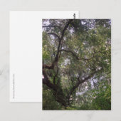 Moss Forest Canopy Custom Louisiana Art Briefkaart (Voorkant / Achterkant)