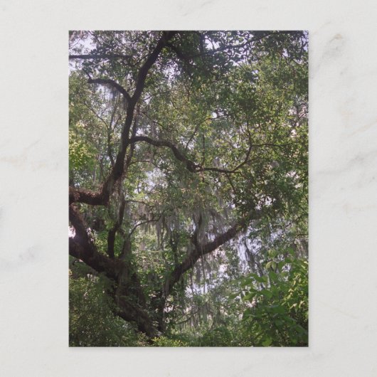 Moss Forest Canopy Custom Louisiana Art Briefkaart (Voorkant)