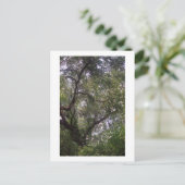 Moss Forest Canopy Custom Louisiana Art Briefkaart (Staand voorkant)