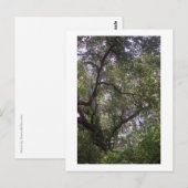 Moss Forest Canopy Custom Louisiana Art Briefkaart (Voorkant / Achterkant)