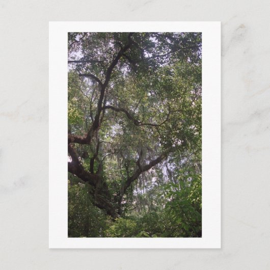 Moss Forest Canopy Custom Louisiana Art Briefkaart (Voorkant)