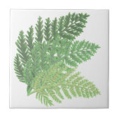 Moss Green Fern Tegeltje (Voorkant)