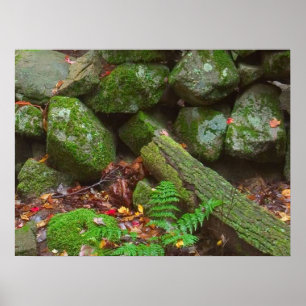 Moss in de Bossen Poster