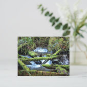 Moss-laden bijkantoren over Munson Creek Briefkaar Briefkaart (Staand voorkant)