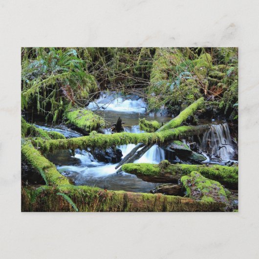 Moss-laden bijkantoren over Munson Creek Briefkaar Briefkaart (Voorkant)