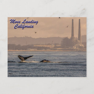 Moss Landing, Californië Briefkaart