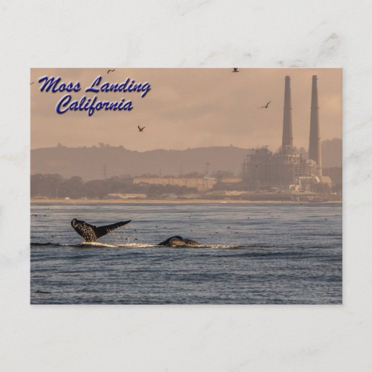 Moss Landing, Californië Briefkaart (Voorkant)
