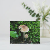 Moss Mshrooms Briefkaart (Staand voorkant)