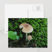 Moss Mshrooms Briefkaart (Voorkant / Achterkant)