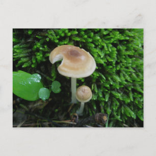 Moss Mshrooms Briefkaart