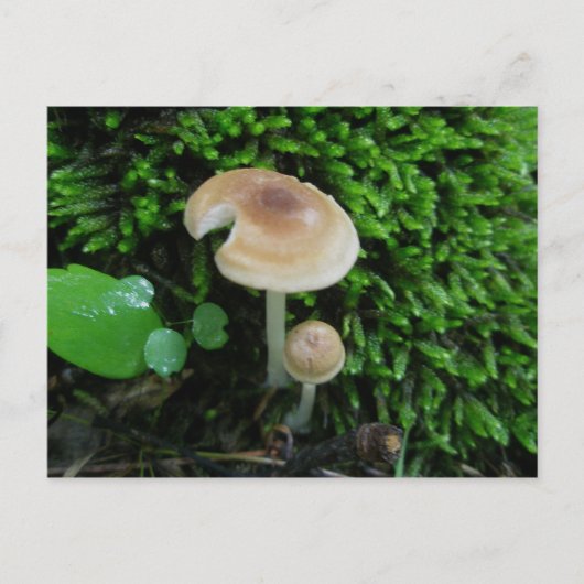Moss Mshrooms Briefkaart (Voorkant)