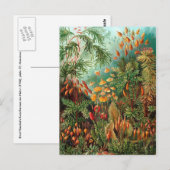 Moss (Muscinae) van Haeckel Briefkaart (Voorkant / Achterkant)
