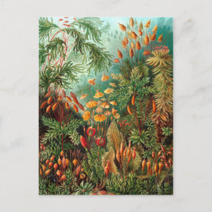 Moss (Muscinae) van Haeckel Briefkaart