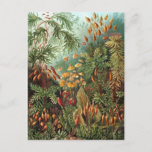 Moss (Muscinae) van Haeckel Briefkaart (Voorkant)
