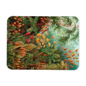 Moss (Muscinae) van Haeckel Magneet (Horizontaal)