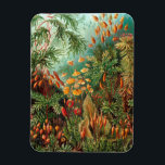 Moss (Muscinae) van Haeckel Magneet<br><div class="desc">Kunstformen der Natur (1904), bord 72: Muscinae. Kunstformen der Natur (in het Engels bekend als Art Forms in Natuur) is een boek van lithografische en halftone prints van de Duitse bioloog Ernst Haeckel.</div>