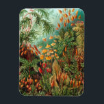 Moss (Muscinae) van Haeckel Magneet<br><div class="desc">Kunstformen der Natur (1904), bord 72: Muscinae. Kunstformen der Natur (in het Engels bekend als Art Forms in Natuur) is een boek van lithografische en halftone prints van de Duitse bioloog Ernst Haeckel.</div>