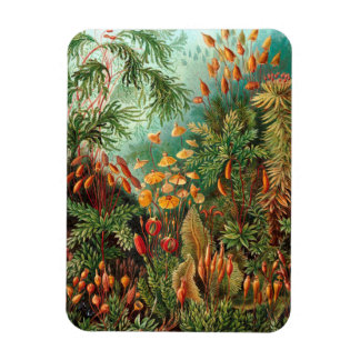 Moss (Muscinae) van Haeckel Magneet