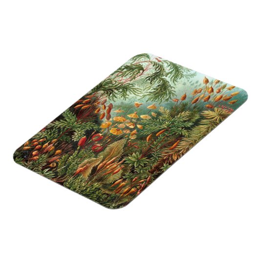 Moss (Muscinae) van Haeckel Magneet (Linkerzijde)