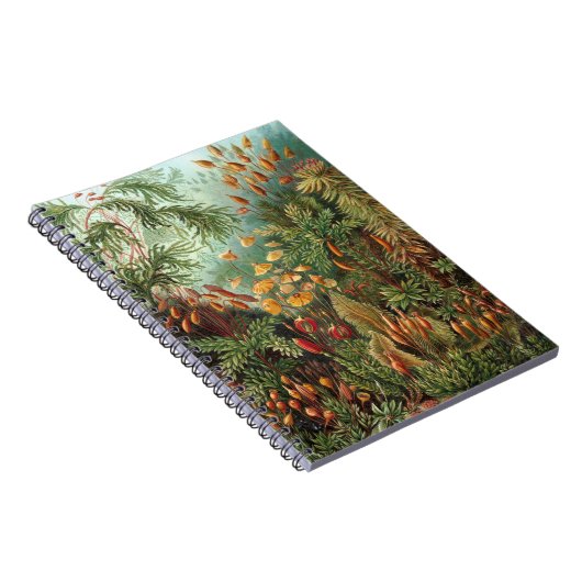 Moss (Muscinae) van Haeckel Notitieboek (Rechterzijde)