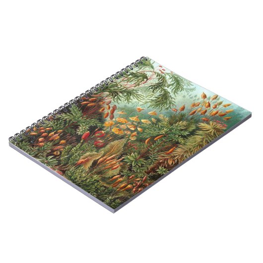 Moss (Muscinae) van Haeckel Notitieboek (Linkerzijde)