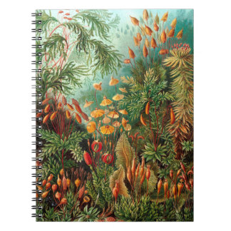 Moss (Muscinae) van Haeckel Notitieboek