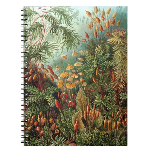 Moss (Muscinae) van Haeckel Notitieboek (Voorkant)