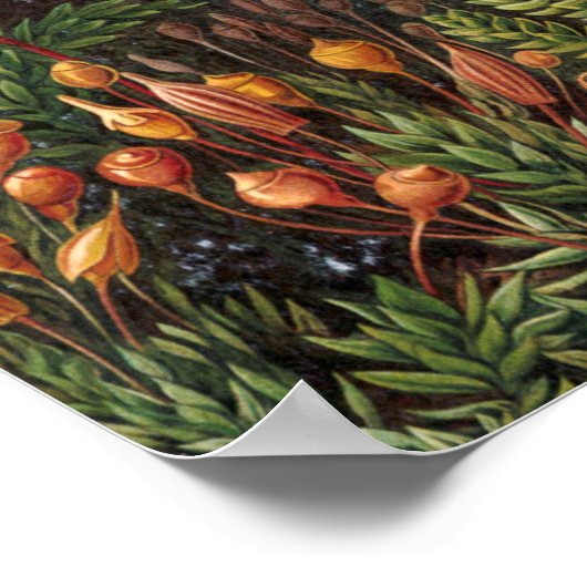 Moss (Muscinae) van Haeckel Poster (Hoek)