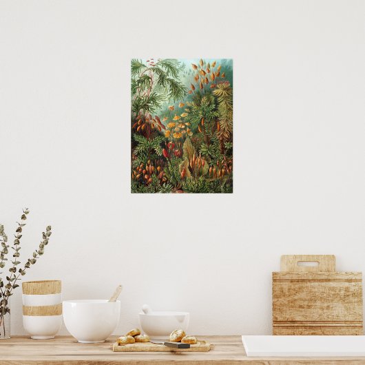 Moss (Muscinae) van Haeckel Poster (Keuken)