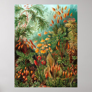 Moss (Muscinae) van Haeckel Poster