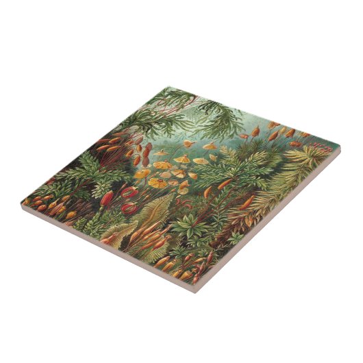 Moss (Muscinae) van Haeckel Tegeltje (Zijkant)