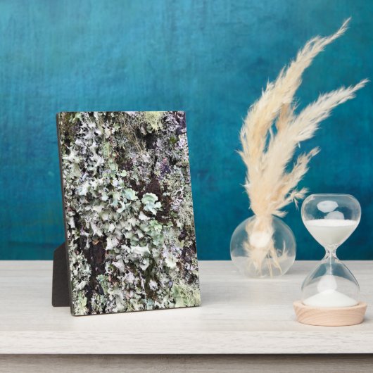 Moss on a Tree, Cape Diseption, Washington Fotoplaat (Zijkant)