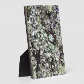 Moss on a Tree, Cape Diseption, Washington Fotoplaat (Zijkant)